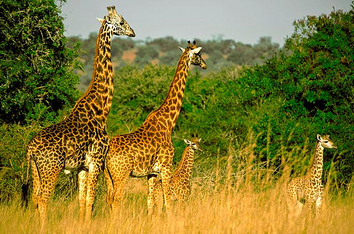 Akagera National Park